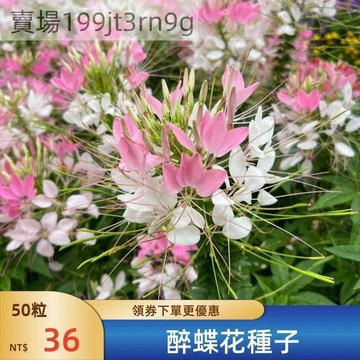 🌺【醉蝶花種子】🌺現貨速發 美人醉蝶花種子 四季陽台庭院盆栽 花園花海種子 懶人易種植 耐旱花卉種子
