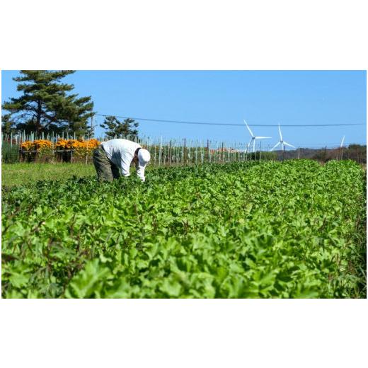 ふるさと納税 福井県 あわら市 農家直送 旬の野菜セット 7品目以上 1箱