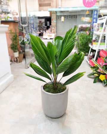 植栽系列 圓扇蒲葵 台北市區外送免運費典華優惠券