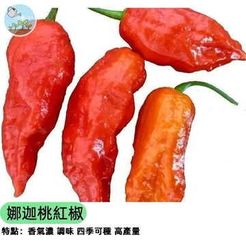 🌶️【稀有品種】娜迦桃紅辣椒種子 超辣水果椒 獨特桃紅色 結果纍纍 盆栽可種 觀賞食用兩用 辛辣愛好者必收