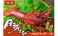 《 カネアリ水産 》 数量限定 ！ ★ 冷凍 ★ 伊勢海老　600g前後 （1～3尾）