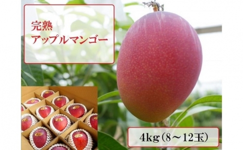 2024年 先行予約 アップルマンゴー 約4kg 8～12玉 完熟 マンゴー ますみ農園 果物 フルーツ