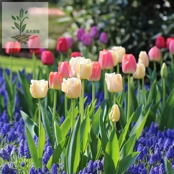 青禾園藝（鬱金香種子）荷蘭進口 濃香型 鬱金香球根 水培土培 陽臺庭院室內外新手易種 四季開花 綠植花卉 多年生