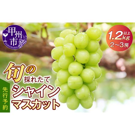 ふるさと納税 旬の採れたて シャインマスカット 1.2kg以上（2房〜3房）(HO)B12-150 山梨県甲州市