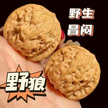正宗野生昌悶尖獅子頭又稱野狼獅頭水晶皮質文玩核桃 盤玩手把件 盤玩核桃 盤核桃 手盤件 手盤核桃 文玩 核桃 包漿原色