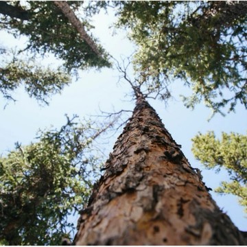 【葡萄糖胺+軟骨素】60粒裝！升級第二型膠原蛋白💯含 胺基酸螯合鈣、松樹皮萃取、貓爪藤