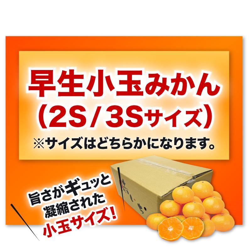 みかん 熊本県産 早生 秀品みかん 12月出荷 予約 味いち小玉みかん 5kg 2S 3Sサイズ 糖度12度以上 熊本産 産地直送 送料無料 S常