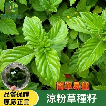 台灣本島四季可種！仙草種子仙草茶  handmade燒仙草專用 超級好發芽 自家輕鬆種 盆栽/田間皆宜 自產自足
