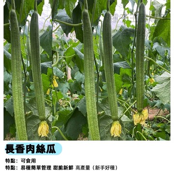 長玉肉絲瓜種子 長玉絲瓜籽 長玉肉絲瓜 長條絲瓜種子 長形絲瓜 肉絲瓜籽 夏季瓜類 台灣品種 家庭菜園 陽台種植