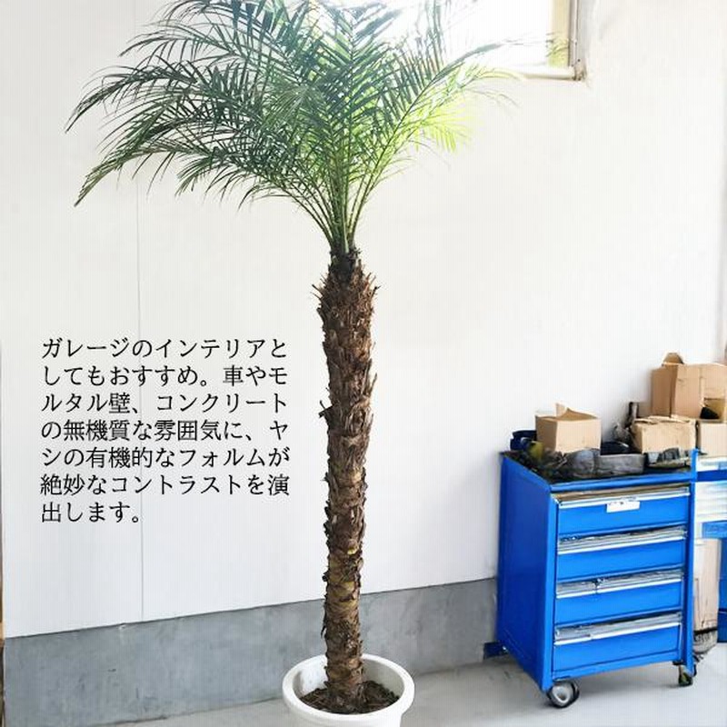 楽天市場】フェニックス ロベレニー 7号セラアート鉢植え 苗木