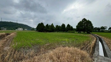 大隱近省道聖母護校聖嘉民旁落羽松美田｜宜蘭縣三星鄉阿里史段張公圍小段