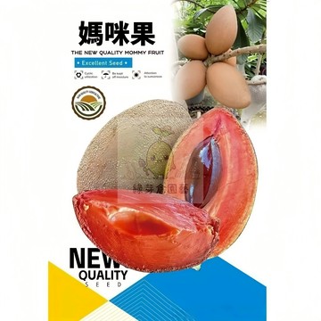 🌱【原裝水果種子】媽咪果 親測出芽率超85% 鮮甜多汁 柔軟香甜 蛋黃果 麻美果 馬米果 早熟高產 田園庭院水果種子