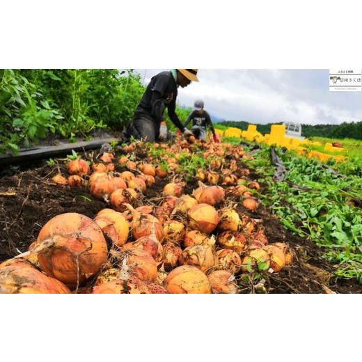 ふるさと納税 長野県 佐久穂町 いそベジ農場の季節の野菜詰め合わせセット〔IV-01〕