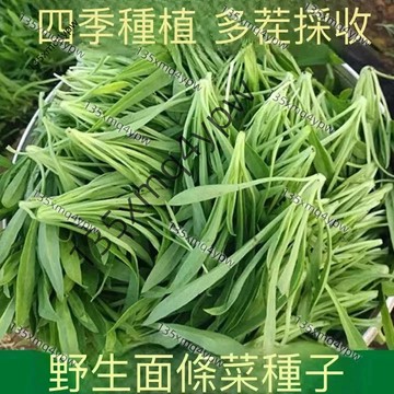 台灣現貨 野菜麵條菜種子（500粒）四季播種 農家野菜 麵條菜 蒸菜易種高產 多茬采收 陽台菜園盆栽蔬菜種子