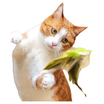 貓咪玩具懸掛逗貓棒仿真會叫小鳥蕩秋千幼貓解悶神器寵物發聲鳥叫