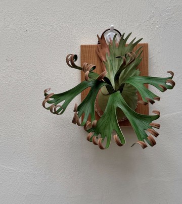 P. Foongsiqi 捲捲鹿_皮革鹿角蕨