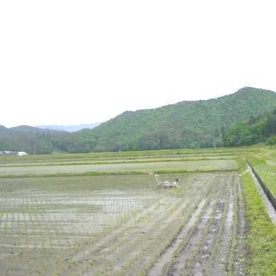 新米・令和5年産 山形県産 特別栽培米（減化学肥料・減農薬） コシヒカリ 5kg 遠藤五一さん作