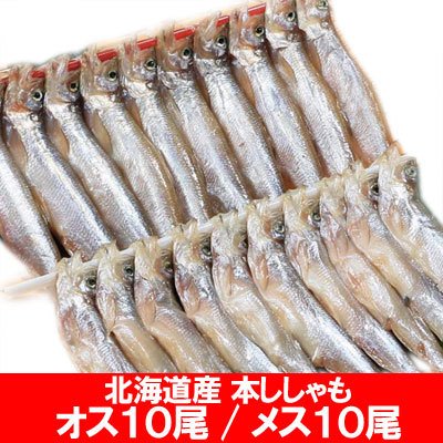 ししゃも 送料無料 ししゃも 北海道 ししゃも オス 10尾   ししゃも メス 10尾 (計20尾) 本ししゃも 北海道産 シシャモ 化粧箱入