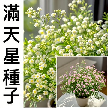 蝦皮熱銷 新手易種【多色滿天星種子】（500粒） 爆盆花卉種子 易爆盆四季種易活開花不斷 觀賞花卉種子 室內陽臺盆栽種子