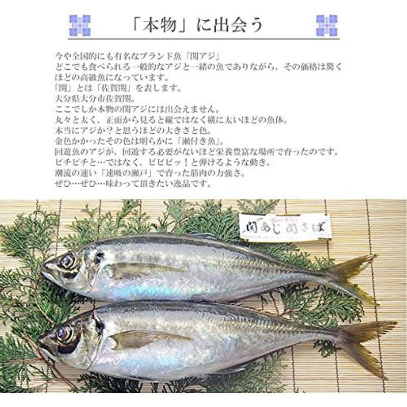 大分県佐賀関産 関アジ (関鯵) の一夜干し 6枚セット （1パック：Sサイズ2枚入×3セット）