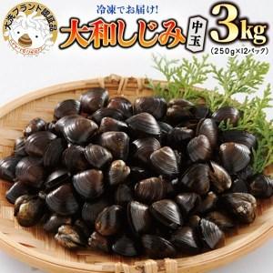 ふるさと納税 大和 しじみ 3kg (250g×12) 中玉 冷凍 砂抜き済 大洗町 ブランド認証品 三大産地 涸沼産 レシピ付 シジミ 蜆 茨城県大洗町