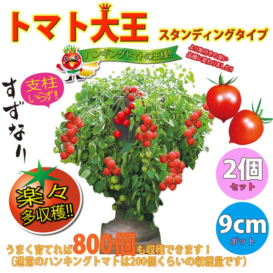 ミニトマト苗 トマト大王 野菜苗 自根苗 9cmポット