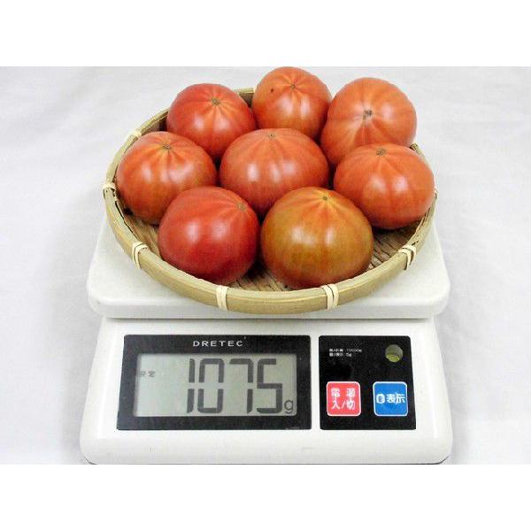高知県夜須産 高糖度 夜須のフルーツトマト ”とさかみトマト” 約1kg 訳あり・ご家庭用