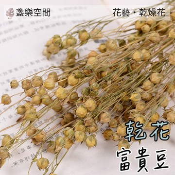 富貴豆乾燥花 相思豆 綜合 不凋花 永生花 卡斯比亞 星辰花 向日葵 勿忘我 滿天星 插花花材 裝飾【盞樂空間】