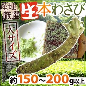 ”国産生本わさび” 約150～200g以上 特大サイズ 1本 産地厳選（時期により約100g以上×2本）