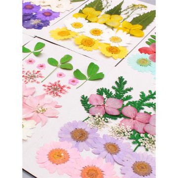 干花壓花標本花瓣妝臉部裝飾美甲滴膠手機殼幼兒園手工貼畫組合款