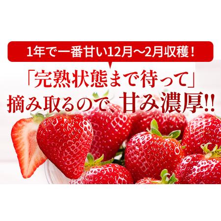 ふるさと納税 福岡県田川市産 あまおう 8or9入り×4パックイチゴ いちご 苺 贈答にも 福岡県田川市