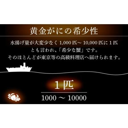 ふるさと納税 黄金ガニ（特大サイズ） × 1杯 「ズワイガニと紅ズワイガニのあいのこ」浜茹ででお届け！【黄金がに カニ 姿 ボイル 冷蔵 福.. 福井県越前町