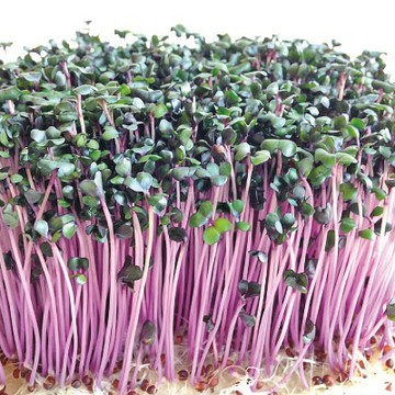 【拈花微笑】紫高麗菜芽｜種子｜4g｜非基因改造種子｜蔬菜｜蔬果｜有機無毒｜高發芽率