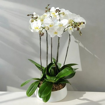 格蘭花店 - 大白花蝴蝶蘭6棵 GF00173