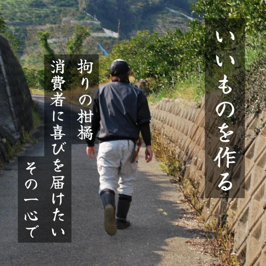 古豪の産地 田口の不知火 (しらぬい) 7玉 木箱入 特選品 贈答用 数量限定 和歌山県産 産地直送 