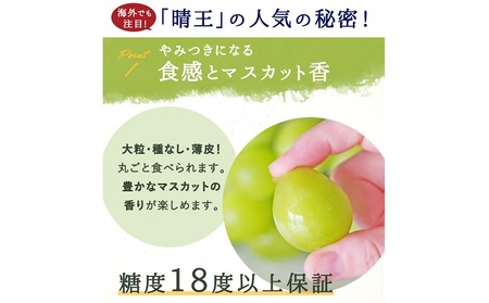 ぶどう 2024年 先行予約 シャイン マスカット 晴王 3～5房 2kg前後 （10月上旬～11月下旬発送分） ブドウ 葡萄  岡山県産 国産 フルーツ 果物 ギフト