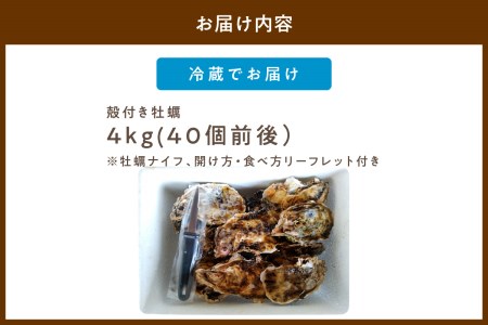 京都・久美浜産 殻付き牡蠣 4kg（40個前後）牡蠣ナイフ付