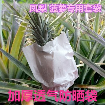 購滿199發貨 加厚防曬鳳梨套袋 專用袋 黃梨紙袋 菠蘿果袋 旺梨水果套袋 防水保護袋