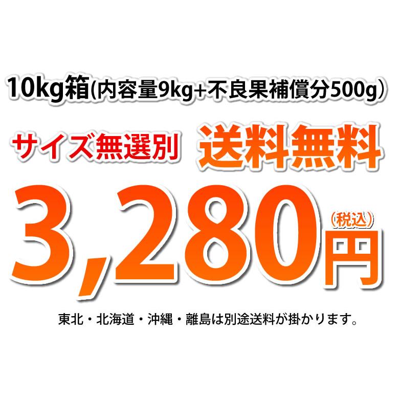 はるか みかん 10kg 箱込（内容量9kg＋補償分500g) 送料無料 訳あり 無選別 熊本県産 はるかみかん ミカン 蜜柑