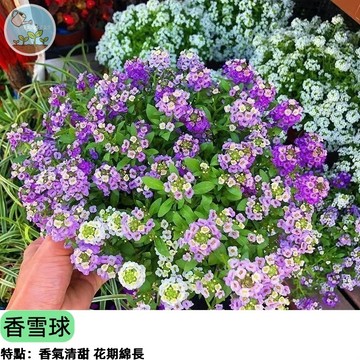 🌸【爆花小資女】香雪球種子 彩球混合色 滿天星同款 陽台盆栽吊盆植物 四季開花 蜜香誘蝶 花海地被植物 新手必成功