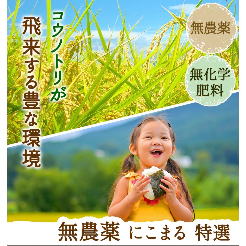 無農薬 玄米 米 10kg(5kg×2）無農薬 にこまる 令和5年福井県産 新米入荷 送料無料 無農薬・無化学肥料栽培