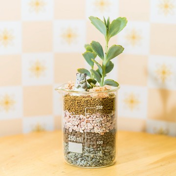 祝福系燒杯-錦繡【植物保固】