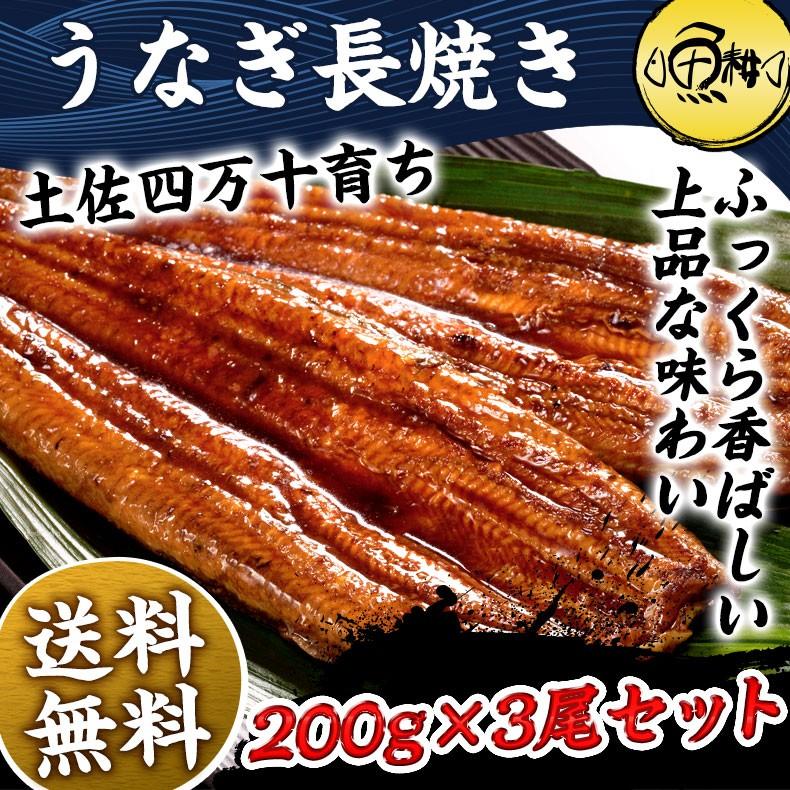 うなぎ 国産 蒲焼き お取り寄せグルメ 高知県四万十産うなぎ 超特大サイズ 長焼き 約200g×3尾 最高級 鰻