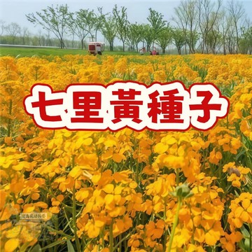 七里黃種子 木香花種子 台灣七里香 月橘種子 室內盆栽 綠籬植物 香花植物 開花種子 陽台花卉 易種活 花香濃郁