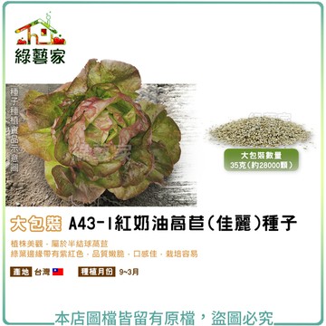 【綠藝家】大包裝A43-1紅奶油萵苣(佳麗)種子35克(約28000顆)