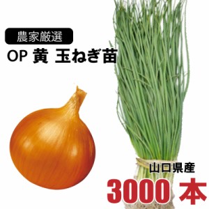 玉ねぎ苗 中生 OP黄 3000本束 山口県産  野菜苗 家庭菜園 ガーデニング