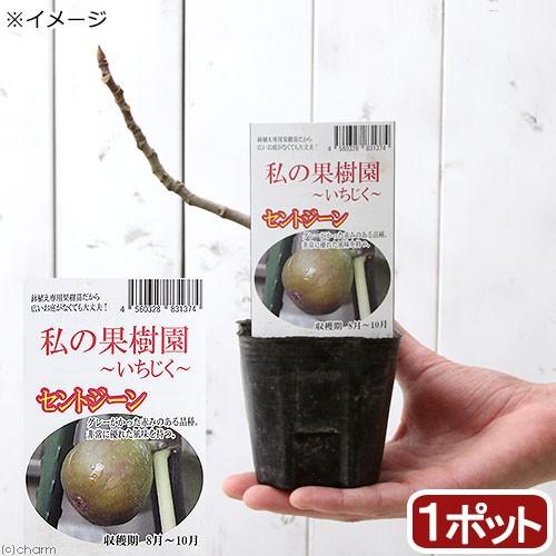 （観葉植物）果樹苗　イチジク　セントジーン（夏秋兼用品種）３号（１ポット）（休眠株）家庭菜園