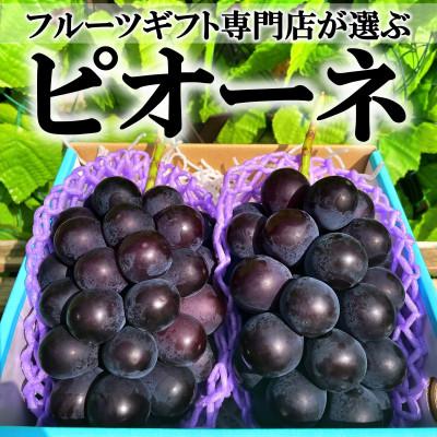 ふるさと納税 南アルプス市 山梨県南アルプス市産　旬の採れたてピオーネ　約1kg　2〜3房