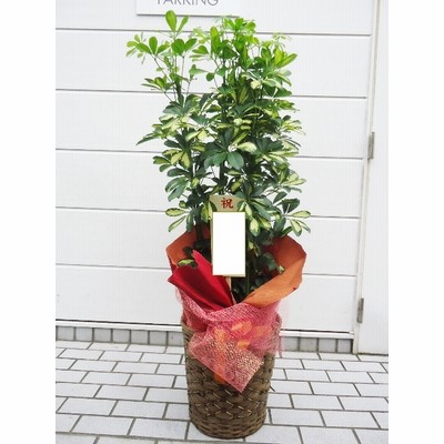 1187i Com 有限会社飯島生花店 流し台 コンロ用品 通販 Lineショッピング