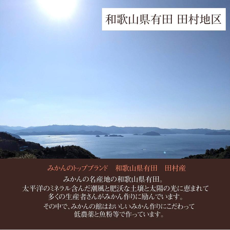 みかん  有田みかん 田村地区産 訳あり ご家庭用 ど根性くん 3kg サイズ不揃い 和歌山県 蜜柑 ミカン 柑橘 《11 上旬〜11 中旬より出荷》